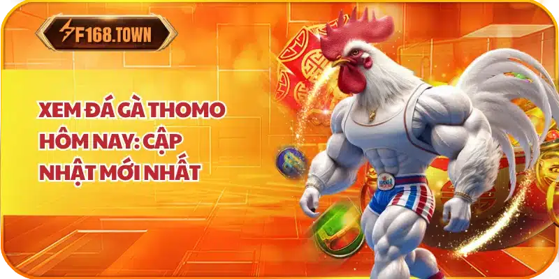 Xem Đá Gà Thomo Hôm Nay: Cập Nhật Mới Nhất